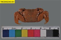 藏品(褶痕擬相手蟹)的圖片